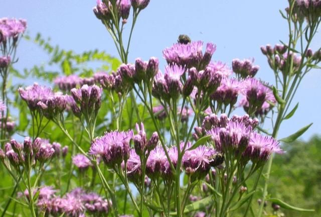 赛里木湖赏花大全，39种鲜花的花期时间及花语图14