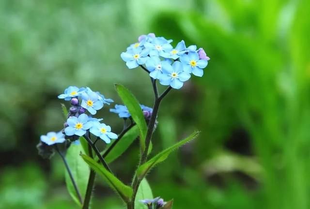 赛里木湖赏花大全，39种鲜花的花期时间及花语图16