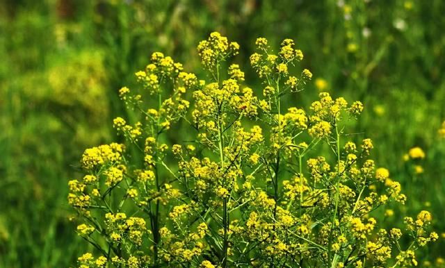 赛里木湖赏花大全，39种鲜花的花期时间及花语图29