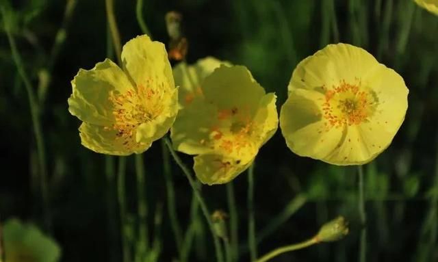 赛里木湖赏花大全，39种鲜花的花期时间及花语图37