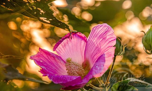 芙蓉花图片，有关木芙蓉花的诗句大全图3