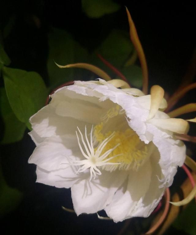 昙花一般在夜晚几点钟绽放？昙花的花期是多久？图2