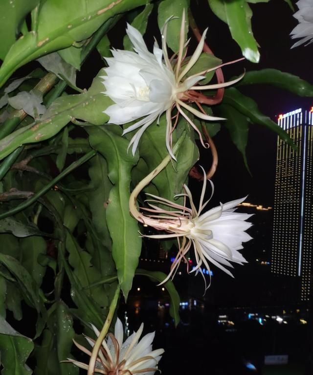 昙花一般在夜晚几点钟绽放？昙花的花期是多久？图5