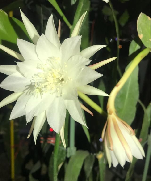 昙花一般在夜晚几点钟绽放？昙花的花期是多久？图6