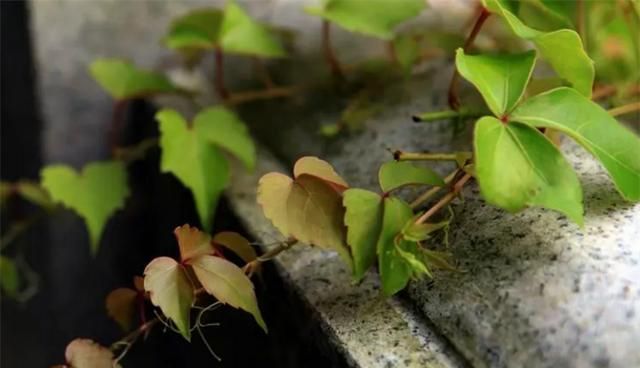 爬山虎的3种种植方法, 爬山虎苗什么时候种植最适宜图4