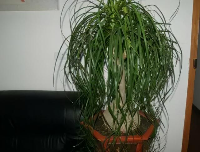 吸甲醛的植物, 什么植物可以去除甲醛图7