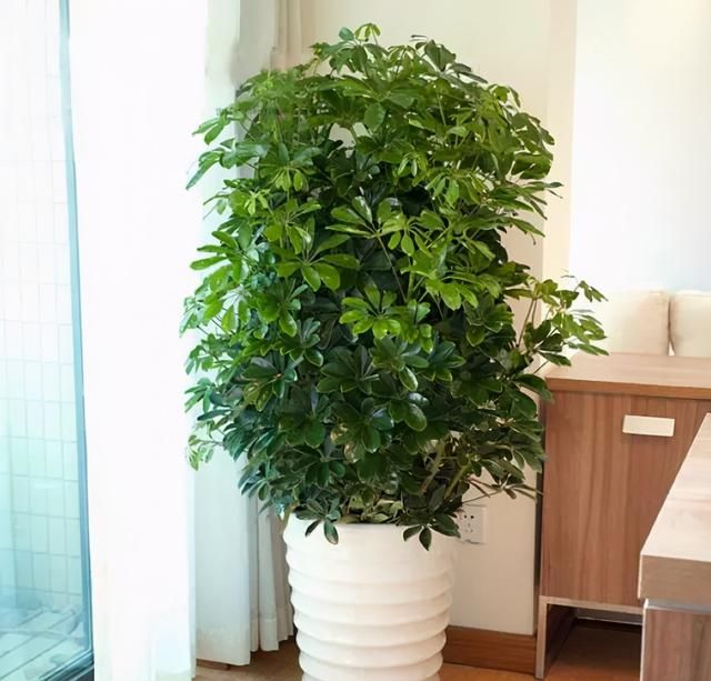 吸甲醛的植物, 什么植物可以去除甲醛图8