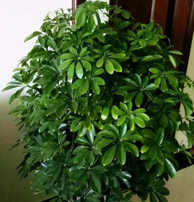 吸甲醛的植物, 什么植物可以去除甲醛图9