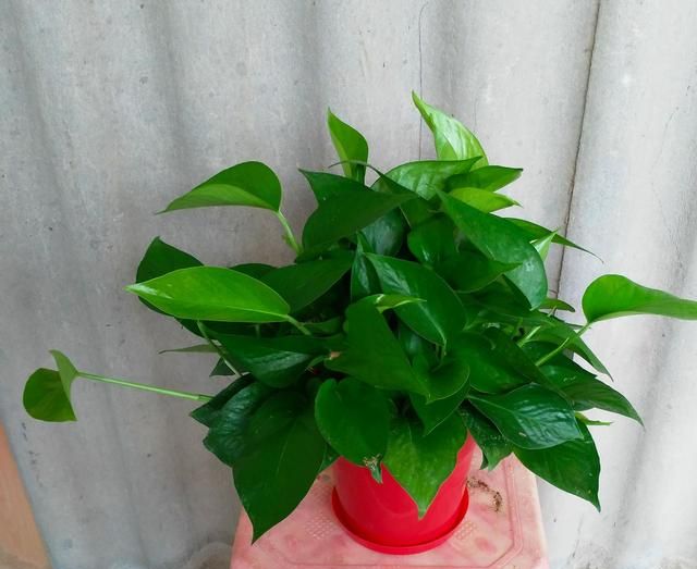 吸甲醛的植物, 什么植物可以去除甲醛图11