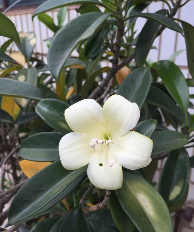 吸甲醛的植物, 什么植物可以去除甲醛图21