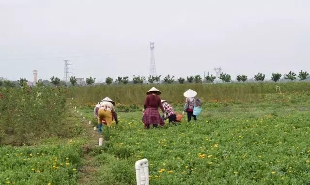 金盏花的功效介绍,“金盏花面膜的功效与作用”图8