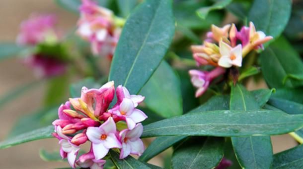 瑞香花快速缓苗,花苞不落,瑞香花怎么养家庭养法图1