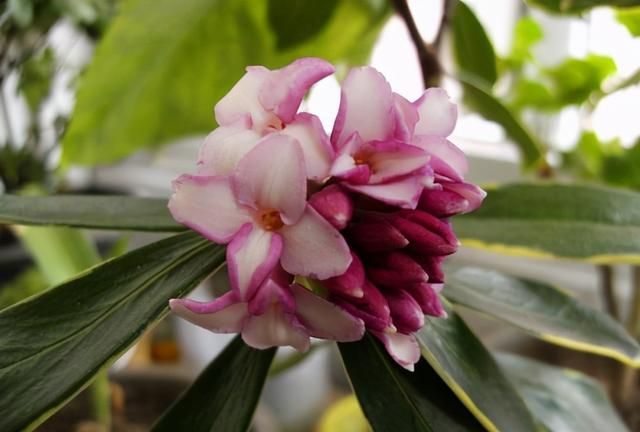 瑞香花快速缓苗,花苞不落,瑞香花怎么养家庭养法图8