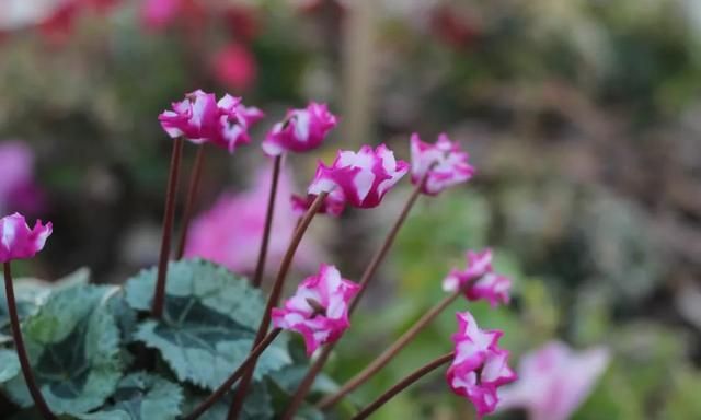 仙鹤来花什么时候开始冒花苞(仙鹤来花黄叶子什么情况)图22