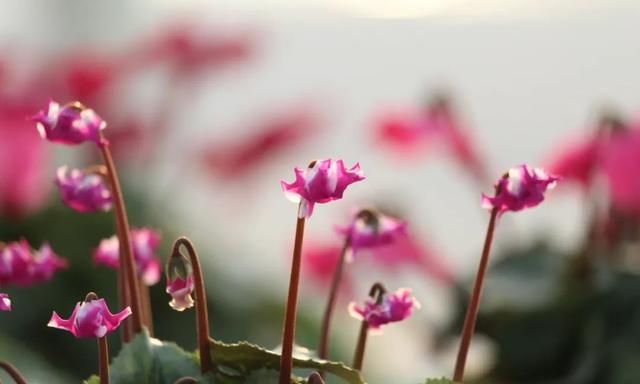 仙鹤来花什么时候开始冒花苞(仙鹤来花黄叶子什么情况)图23