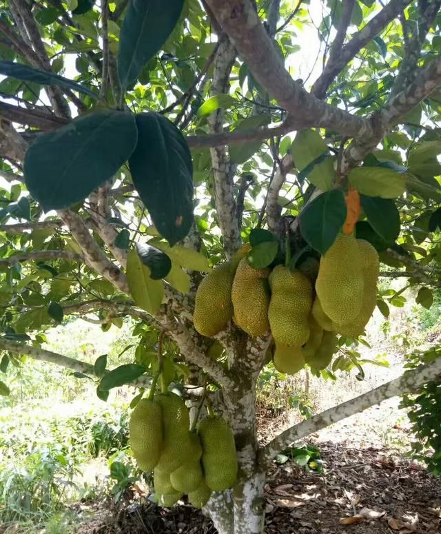 菠萝蜜的繁殖方法，菠萝蜜的种植管理图1