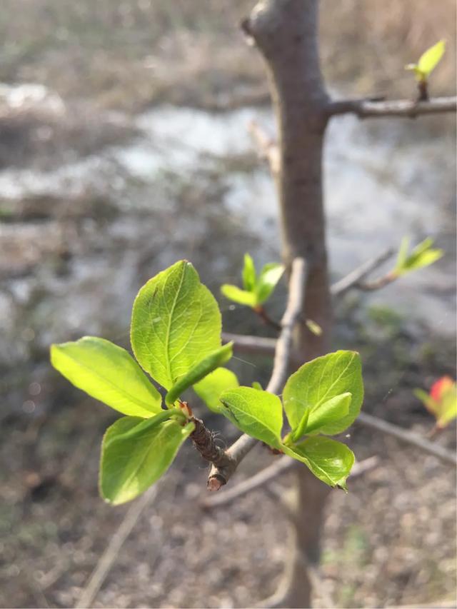 夏季何如防止室内瓶插花易谢呢图1