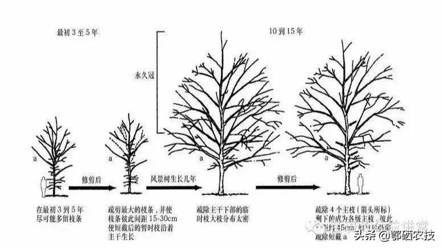 银杏树的夏季修剪和冬季修剪的注意方法图3