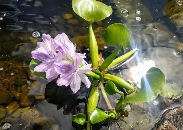 6种翠绿的浮水植物，是特容易养好的水生植物，基本是有水就能活