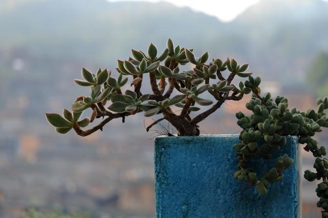 频繁下雨多肉植物变“青菜”长气根怎么办？图2