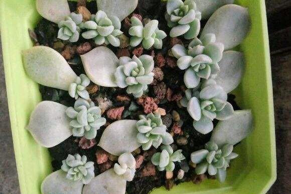 多肉植物叶插需要控制好哪3个关键点？图3