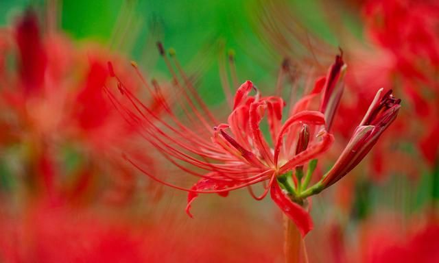 象征爱情的花，不只有玫瑰花，这4种“爱情花”，你了解吗？