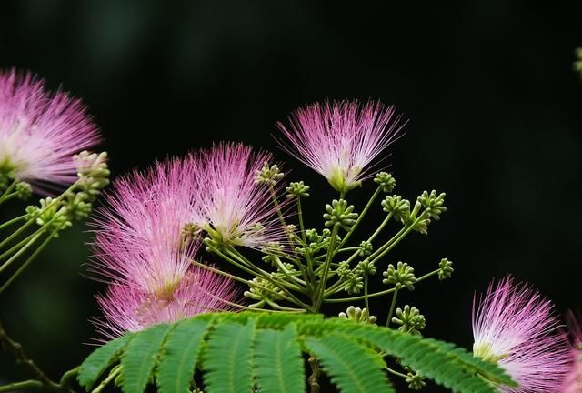 象征爱情的花，不只有玫瑰花，这4种“爱情花”，你了解吗？