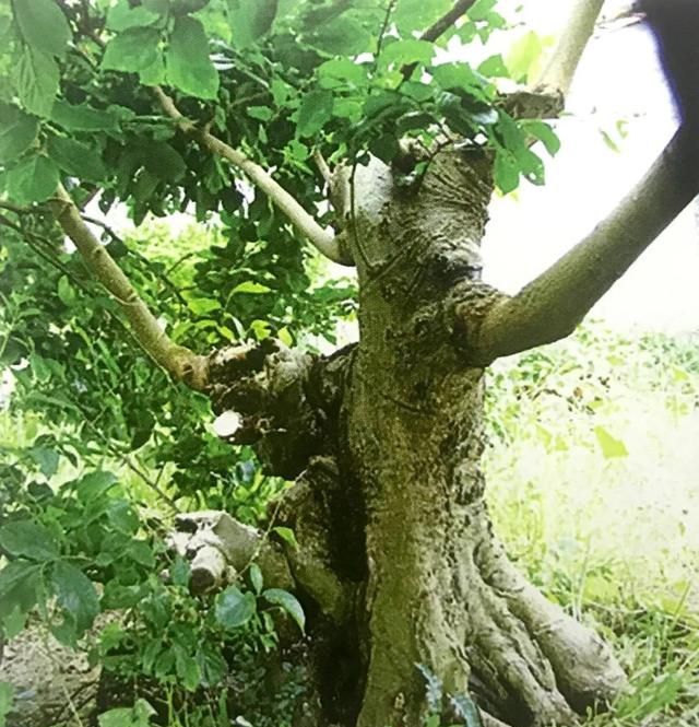 朴树盆景造型门槛有多高？看看设计案例，自然心中有数