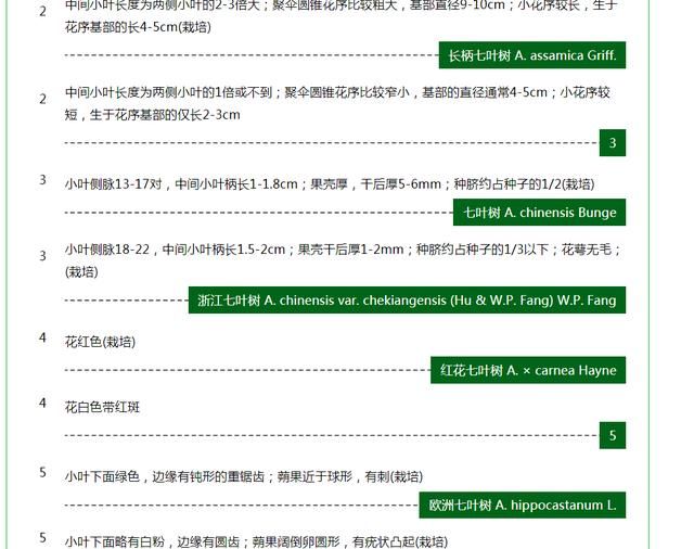 学会利用植物志检索，你也可以成为植物学家，以欧洲七叶树为例