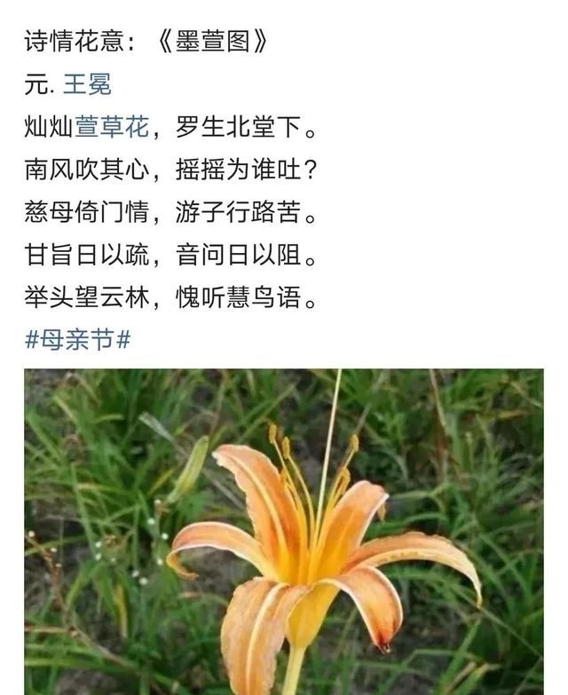 母亲节：母爱如花！寓意母爱的花卉除了康乃馨，还有这四种