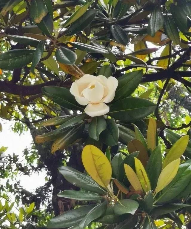 母亲节：母爱如花！寓意母爱的花卉除了康乃馨，还有这四种