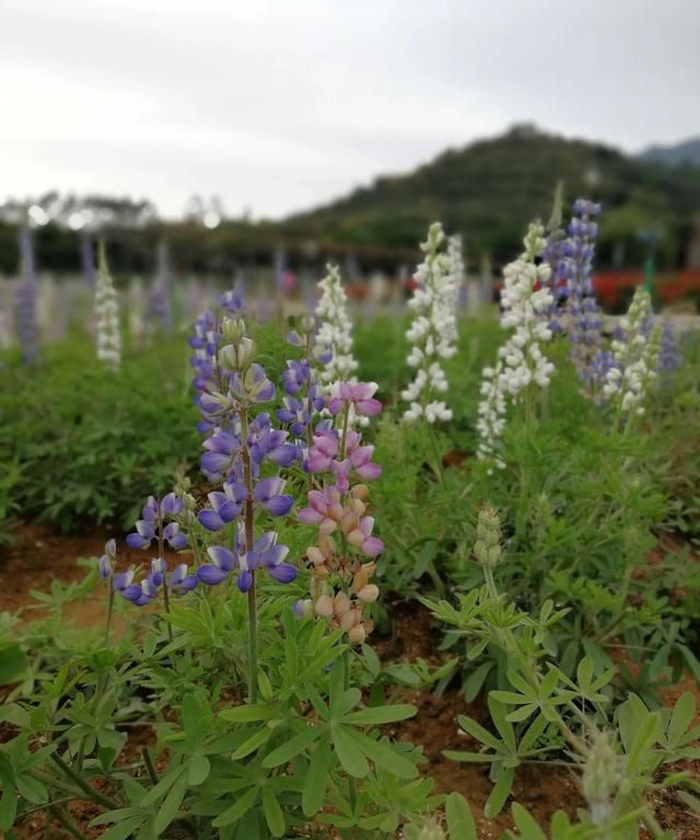 母亲节：母爱如花！寓意母爱的花卉除了康乃馨，还有这四种