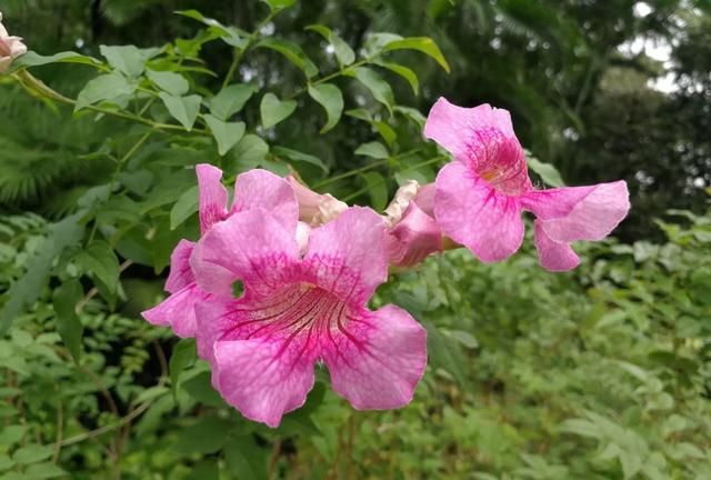 母亲节：母爱如花！寓意母爱的花卉除了康乃馨，还有这四种