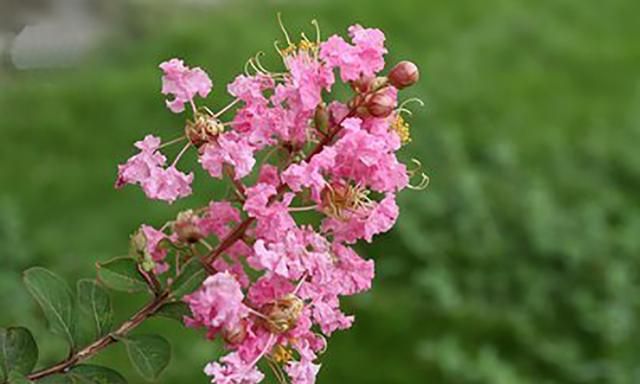 百日红又名紫薇花，这样养护花开更久