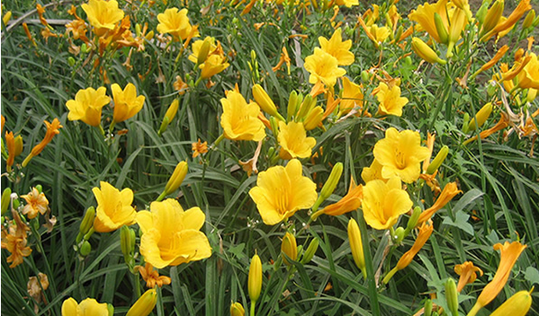 农村常见的野草，人称“黄花菜”，开花似百合，却不能食用！