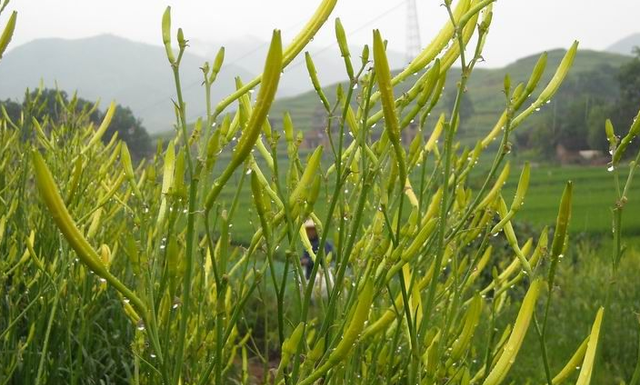 农村常见的野草，人称“黄花菜”，开花似百合，却不能食用！