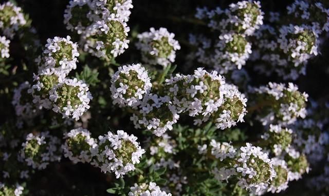 盘点10种超耐旱植物，盛夏依然开花