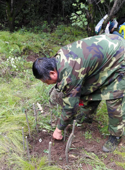 全北京仅存27棵，珍稀丁香叶忍冬在京续香火