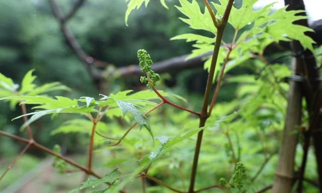 全北京仅存27棵，珍稀丁香叶忍冬在京续香火