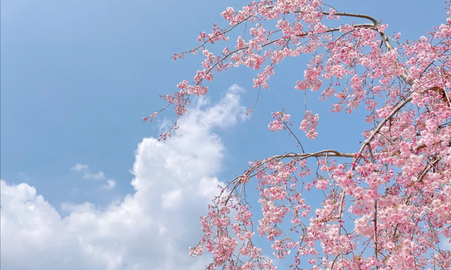 春光明媚！别宅在家里啦！太原赏花指南请查收