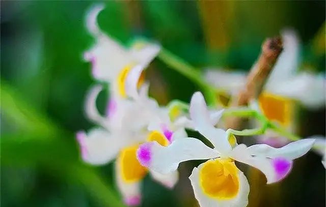 晶帽石斛、杯鞘石斛、棒节石斛和肿节石斛的区别辨识