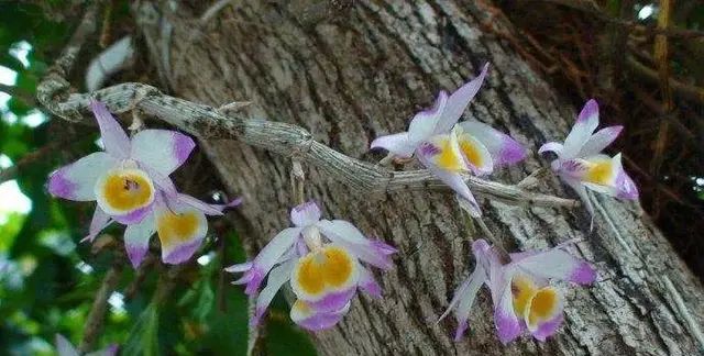 晶帽石斛、杯鞘石斛、棒节石斛和肿节石斛的区别辨识