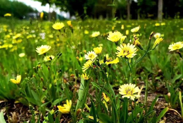 「科普」那些四月里开出绚烂花儿的野生植物们，你认识几个？