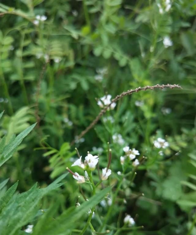 「科普」那些四月里开出绚烂花儿的野生植物们，你认识几个？