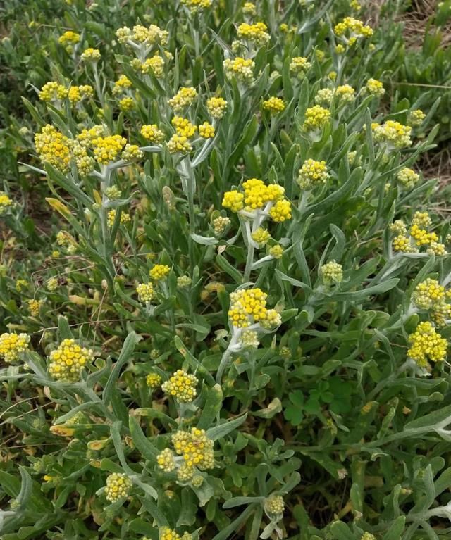 「科普」那些四月里开出绚烂花儿的野生植物们，你认识几个？