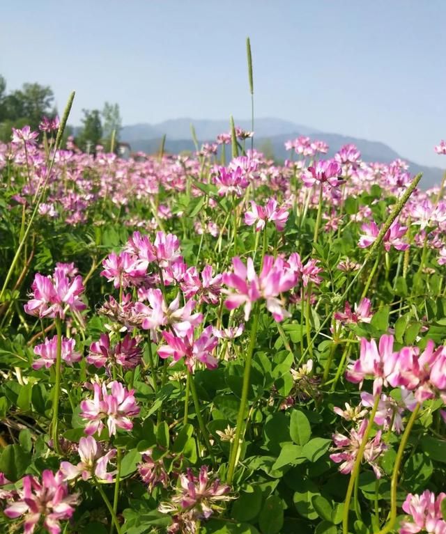 「科普」那些四月里开出绚烂花儿的野生植物们，你认识几个？