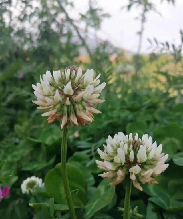 「科普」那些四月里开出绚烂花儿的野生植物们，你认识几个？