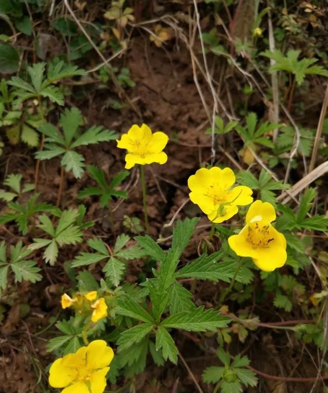 「科普」那些四月里开出绚烂花儿的野生植物们，你认识几个？