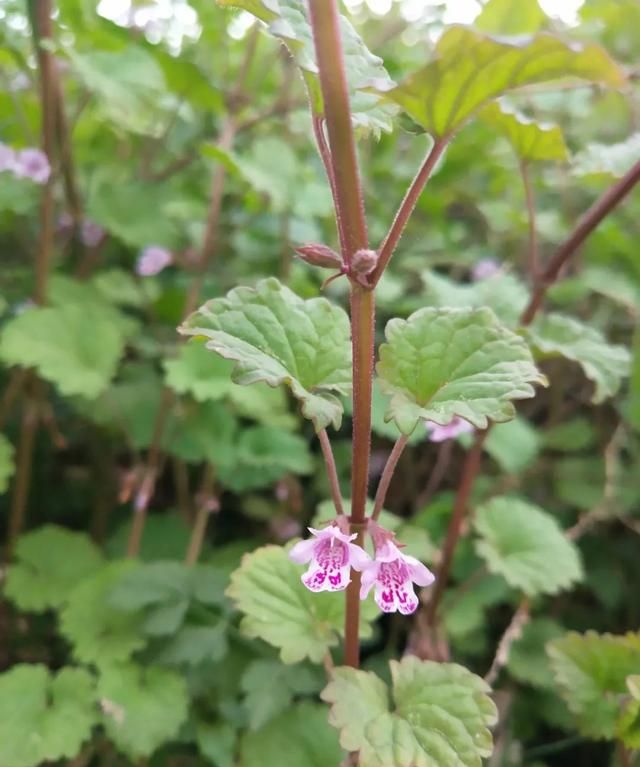 「科普」那些四月里开出绚烂花儿的野生植物们，你认识几个？