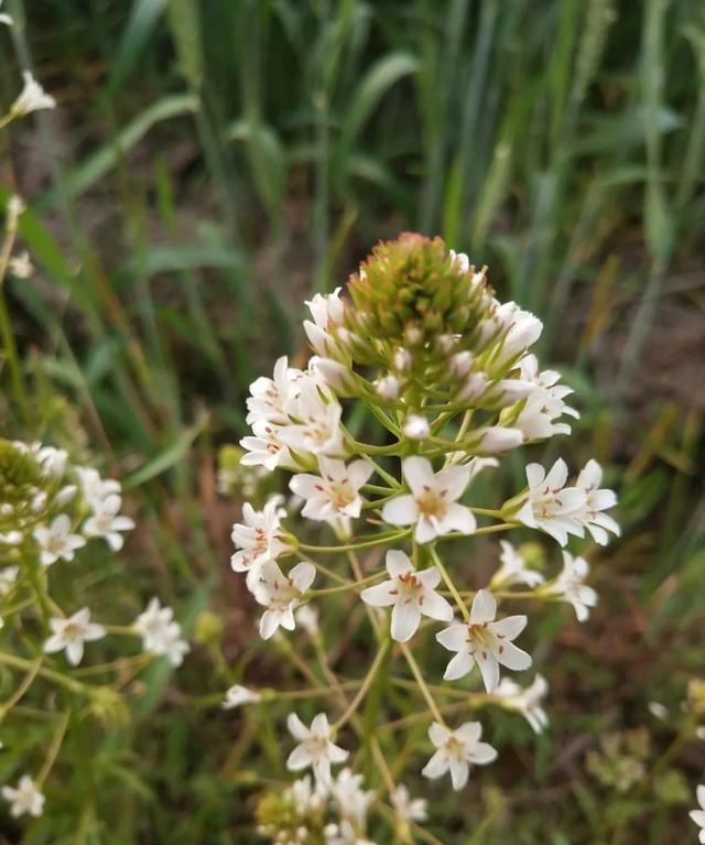 「科普」那些四月里开出绚烂花儿的野生植物们，你认识几个？